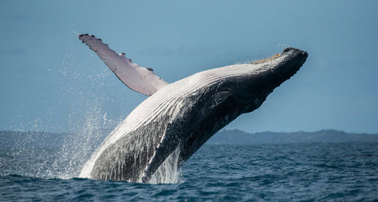 Whales, A Hidden Power